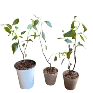 Okinawa Spinach Live Starter Plants, Gynura Crepioides, 2-Pack, 4-8 Inch Tall - Image 7