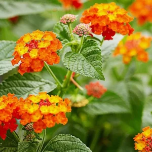Orange Lantana Live Plant - Perennial Flowering Starter, 4-6 Inch Tall, Outdoor - Image 2