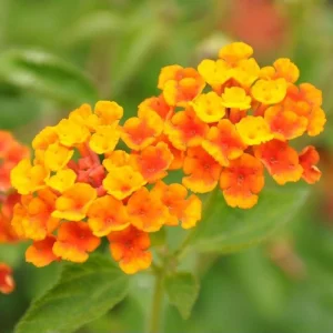 Orange Lantana Live Plant - Perennial Flowering Starter, 4-6 Inch Tall, Outdoor - Image 4