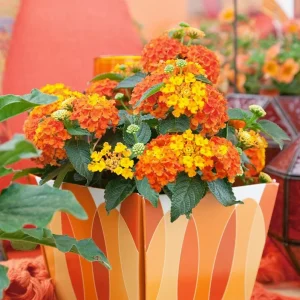 Orange Lantana Live Plant - Perennial Flowering Starter, 4-6 Inch Tall, Outdoor - Image 1