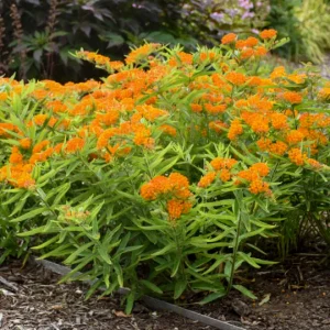 Orange Milkweed Live Starter Plants - 2 Pack, 4-9 Inch Tall, Butterfly Attractant - Image 5