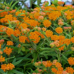 Orange Milkweed Live Starter Plants - 2 Pack, 4-9 Inch Tall, Butterfly Attractant - Image 6