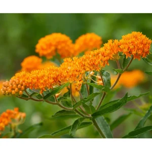 Orange Milkweed Live Starter Plants - 2 Pack, 4-9 Inch Tall, Butterfly Attractant - Image 7