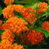 Orange Milkweed Live Starter Plants - 2 Pack, 4-9 Inch Tall, Butterfly Attractant - Image 1