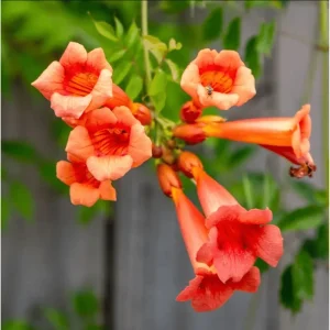 Orange Trumpet Vine Live Plant - Tangerine Beauty Crossvine, 4-6 Inch Tall - Image 2