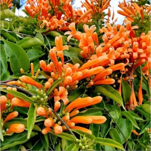 Orange Trumpet Vine Live Plant - Tangerine Beauty Crossvine, 4-6 Inch Tall - Image 3