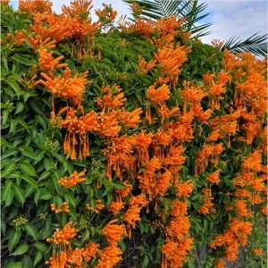 Orange Trumpet Vine Live Plant - Tangerine Beauty Crossvine, 4-6 Inch Tall - Image 4