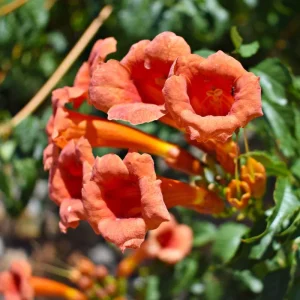 Orange Trumpet Vine Live Plant - Tangerine Beauty Crossvine, 4-6 Inch Tall - Image 5