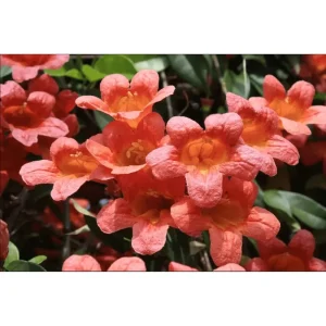 Orange Trumpet Vine Live Plant - Tangerine Beauty Crossvine, 4-6 Inch Tall - Image 6