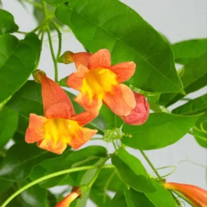 Orange Trumpet Vine Live Plant - Tangerine Beauty Crossvine, 4-6 Inch Tall - Image 7