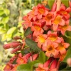 Orange Trumpet Vine Live Plant - Tangerine Beauty Crossvine, 4-6 Inch Tall - Image 1