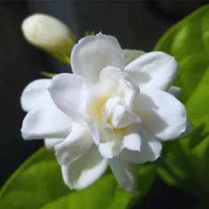 Orleans Sambac Jasmine Live Plant - White Jasmine Flower Tree, 4-6 Inch Tall - Image 2