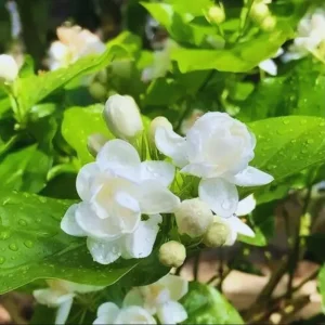 Orleans Sambac Jasmine Live Plant - White Jasmine Flower Tree, 4-6 Inch Tall - Image 3