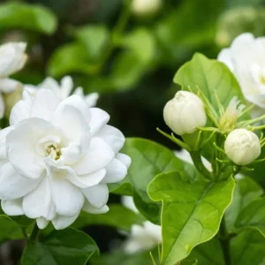 Orleans Sambac Jasmine Live Plant - White Jasmine Flower Tree, 4-6 Inch Tall - Image 4