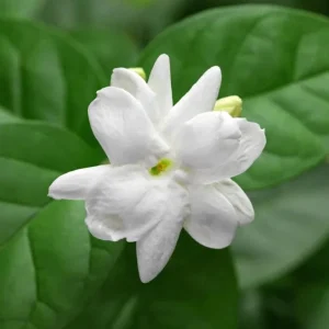 Orleans Sambac Jasmine Live Plant - White Jasmine Flower Tree, 4-6 Inch Tall - Image 6