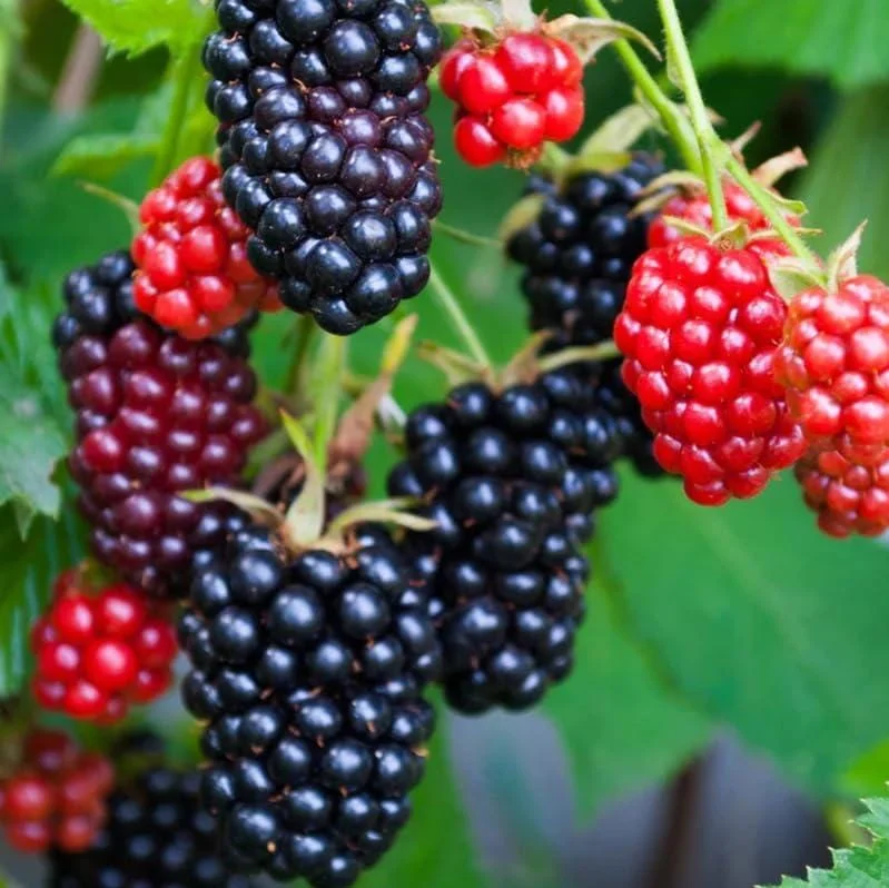 Osage Blackberry Live Plants - 2 Pack, Sweet Thornless Berry Bush Starter, 4-8 Inch Tall - Image 2