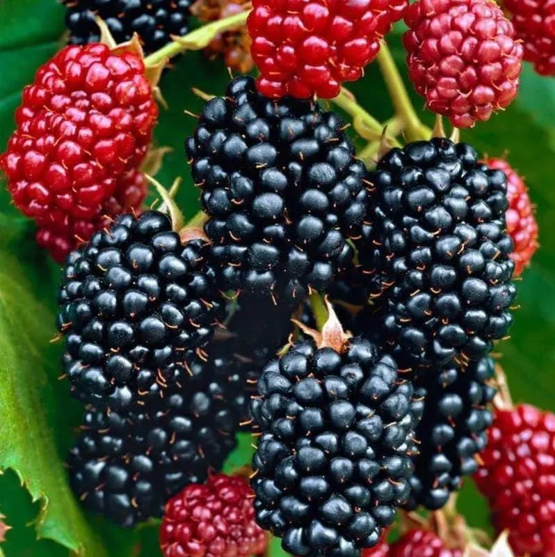 Osage Blackberry Live Plants - 2 Pack, Sweet Thornless Berry Bush Starter, 4-8 Inch Tall - Image 4