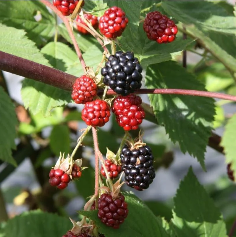 Osage Blackberry Live Plants - 2 Pack, Sweet Thornless Berry Bush Starter, 4-8 Inch Tall - Image 5