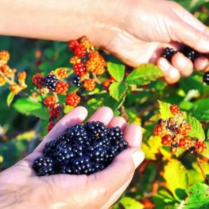 Osage Blackberry Live Plants - 2 Pack, Sweet Thornless Berry Bush Starter, 4-8 Inch Tall - Image 1