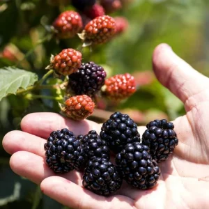 Osage Blackberry Live Plants - 2 Pack, Sweet Thornless Berry Bush Starter, 4-8 Inch Tall - Image 7