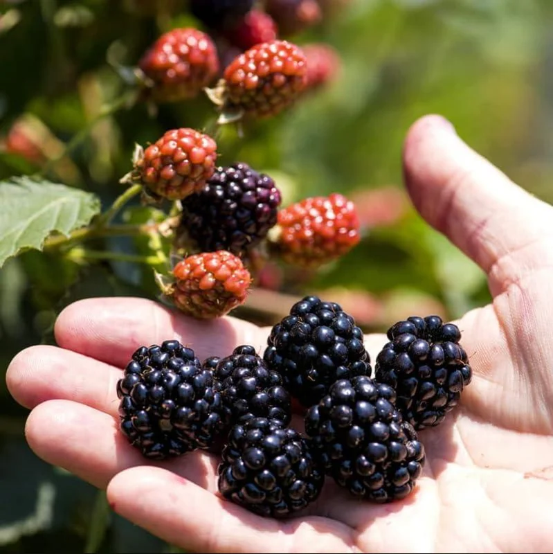 Osage Blackberry Live Plants - 2 Pack, Sweet Thornless Berry Bush Starter, 4-8 Inch Tall - Image 7