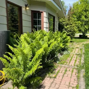 Ostrich Fern Bare Root - Pack of 5 Hardy Shade Ferns for Outdoor Garden, 3-5 Inch Tall - Image 10