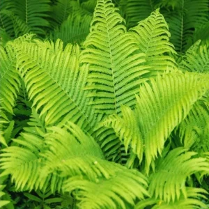 Ostrich Fern Bare Root - Pack of 5 Hardy Shade Ferns for Outdoor Garden, 3-5 Inch Tall - Image 2