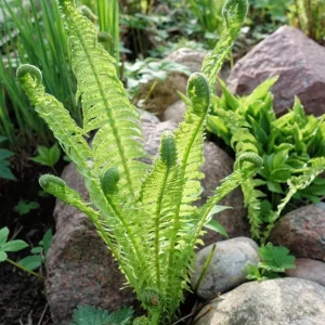 Ostrich Fern Bare Root - Pack of 5 Hardy Shade Ferns for Outdoor Garden, 3-5 Inch Tall - Image 3