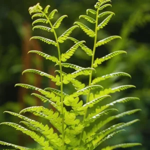 Ostrich Fern Bare Root - Pack of 5 Hardy Shade Ferns for Outdoor Garden, 3-5 Inch Tall - Image 4
