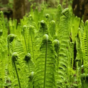 Ostrich Fern Bare Root - Pack of 5 Hardy Shade Ferns for Outdoor Garden, 3-5 Inch Tall - Image 5