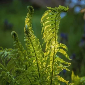 Ostrich Fern Bare Root - Pack of 5 Hardy Shade Ferns for Outdoor Garden, 3-5 Inch Tall - Image 6