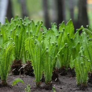 Ostrich Fern Bare Root - Pack of 5 Hardy Shade Ferns for Outdoor Garden, 3-5 Inch Tall - Image 7
