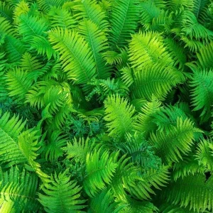 Ostrich Fern Bare Root - Pack of 5 Hardy Shade Ferns for Outdoor Garden, 3-5 Inch Tall - Image 8