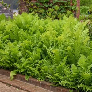 Ostrich Fern Bare Root - Pack of 5 Hardy Shade Ferns for Outdoor Garden, 3-5 Inch Tall - Image 9