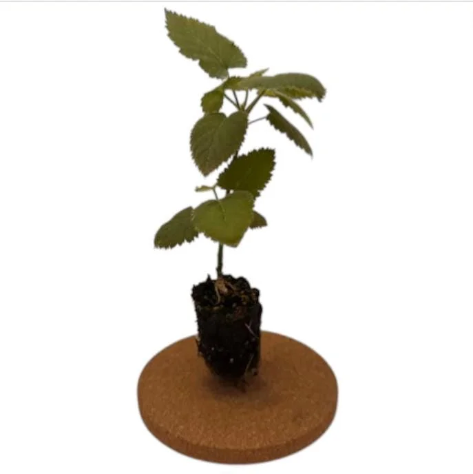 Ouachita Blackberry Live Plants - Thornless Sweet Berry Bush, 2-Pack, 4-8 Inch Tall - Image 10