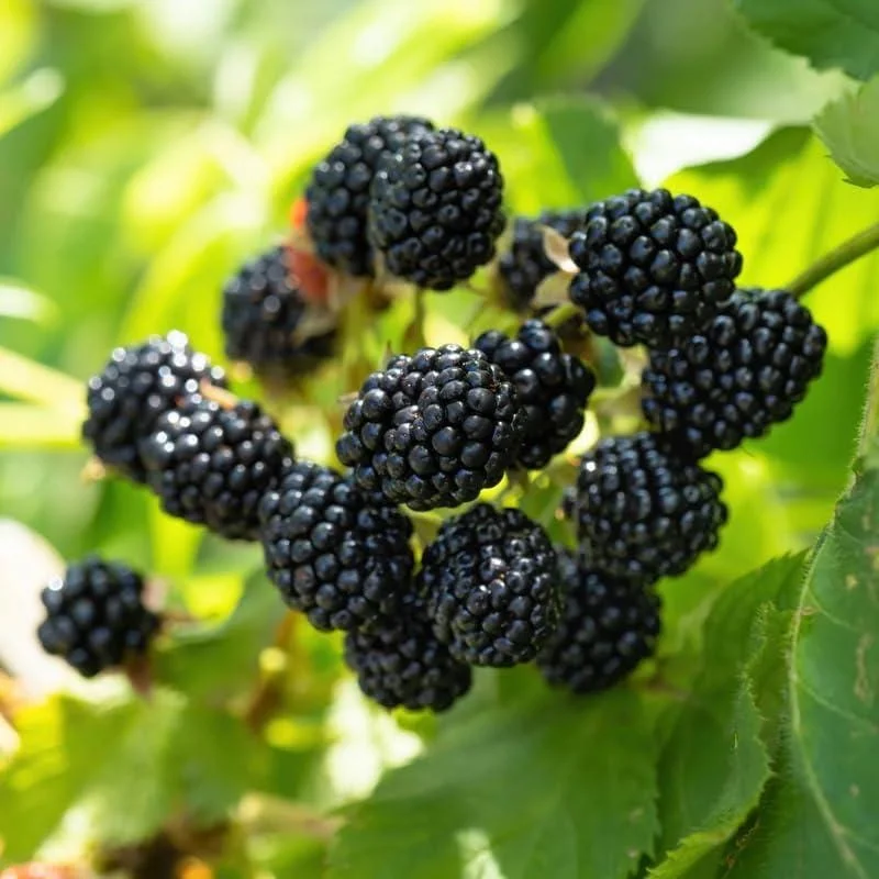 Ouachita Blackberry Live Plants - Thornless Sweet Berry Bush, 2-Pack, 4-8 Inch Tall - Image 6