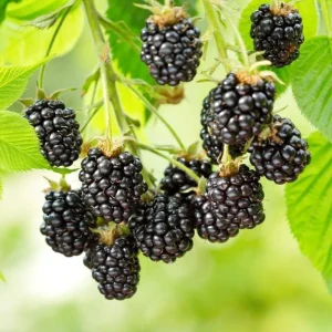 Ouachita Blackberry Live Plants - Thornless Sweet Berry Bush, 2-Pack, 4-8 Inch Tall - Image 8