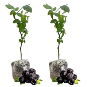 Ouachita Blackberry Live Plants - Thornless Sweet Berry Bush, 2-Pack, 4-8 Inch Tall - Image 9