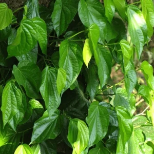 Paan Piper Betel Live Plant - Climbing Betel Vine for Garden in 4