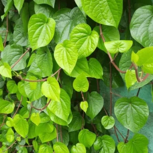 Paan Piper Betel Live Plant - Climbing Betel Vine for Garden in 4