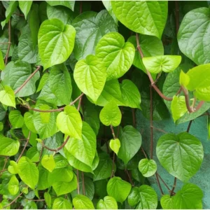 Paan Piper Betel Live Plant - Climbing Vine for Garden, Half Gallon Pot - Image 2