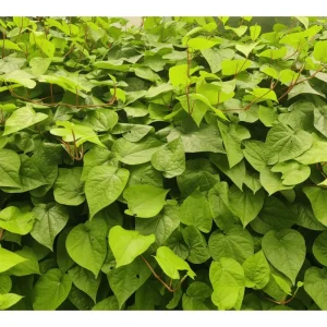 Paan Piper Betel Live Plant - Climbing Vine for Garden, Half Gallon Pot - Image 5