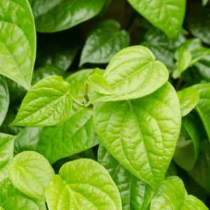 Paan Piper Betel Live Plant - Climbing Vine for Garden, Half Gallon Pot - Image 1