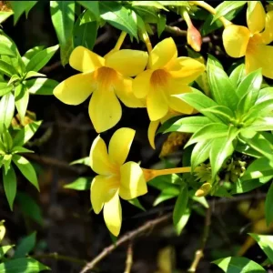 Pack 2 Brown Bud Allamanda Live Starter Plants – Golden Trumpet Yellow Flowers, 4-8 Inch Tall - Image 2