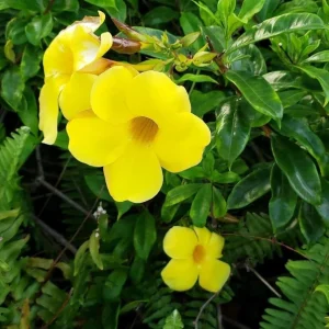 Pack 2 Brown Bud Allamanda Live Starter Plants – Golden Trumpet Yellow Flowers, 4-8 Inch Tall - Image 3