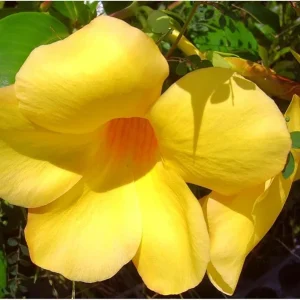 Pack 2 Brown Bud Allamanda Live Starter Plants – Golden Trumpet Yellow Flowers, 4-8 Inch Tall - Image 4