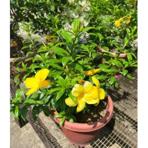 Pack 2 Brown Bud Allamanda Live Starter Plants – Golden Trumpet Yellow Flowers, 4-8 Inch Tall - Image 5
