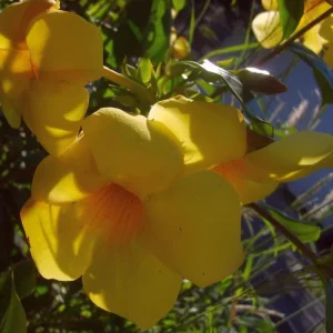 Pack 2 Brown Bud Allamanda Live Starter Plants – Golden Trumpet Yellow Flowers, 4-8 Inch Tall - Image 7