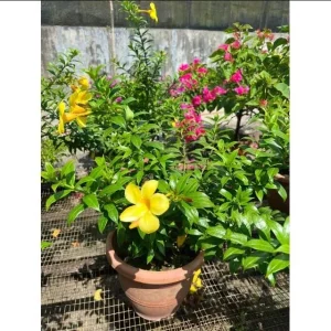 Pack 2 Brown Bud Allamanda Live Starter Plants – Golden Trumpet Yellow Flowers, 4-8 Inch Tall - Image 8