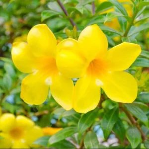 Pack 2 Brown Bud Allamanda Live Starter Plants – Golden Trumpet Yellow Flowers, 4-8 Inch Tall - Image 1